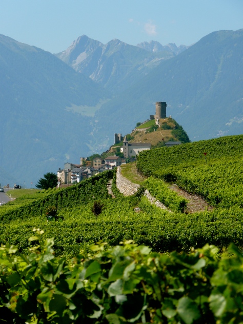 Swiss cheese wine producer vines 